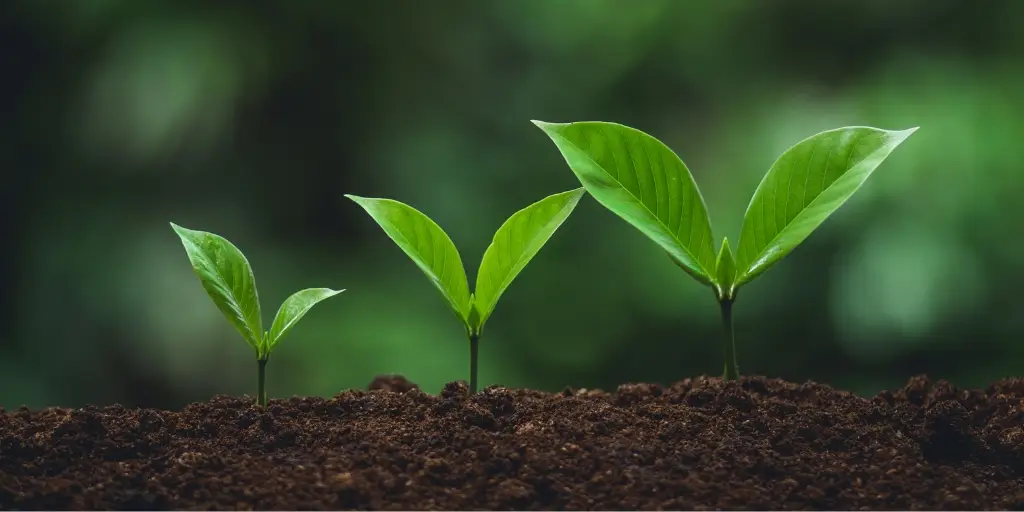 Close up photo of three seedlings in brown soil. Starting at the left, each one is slightly larger than the previous.